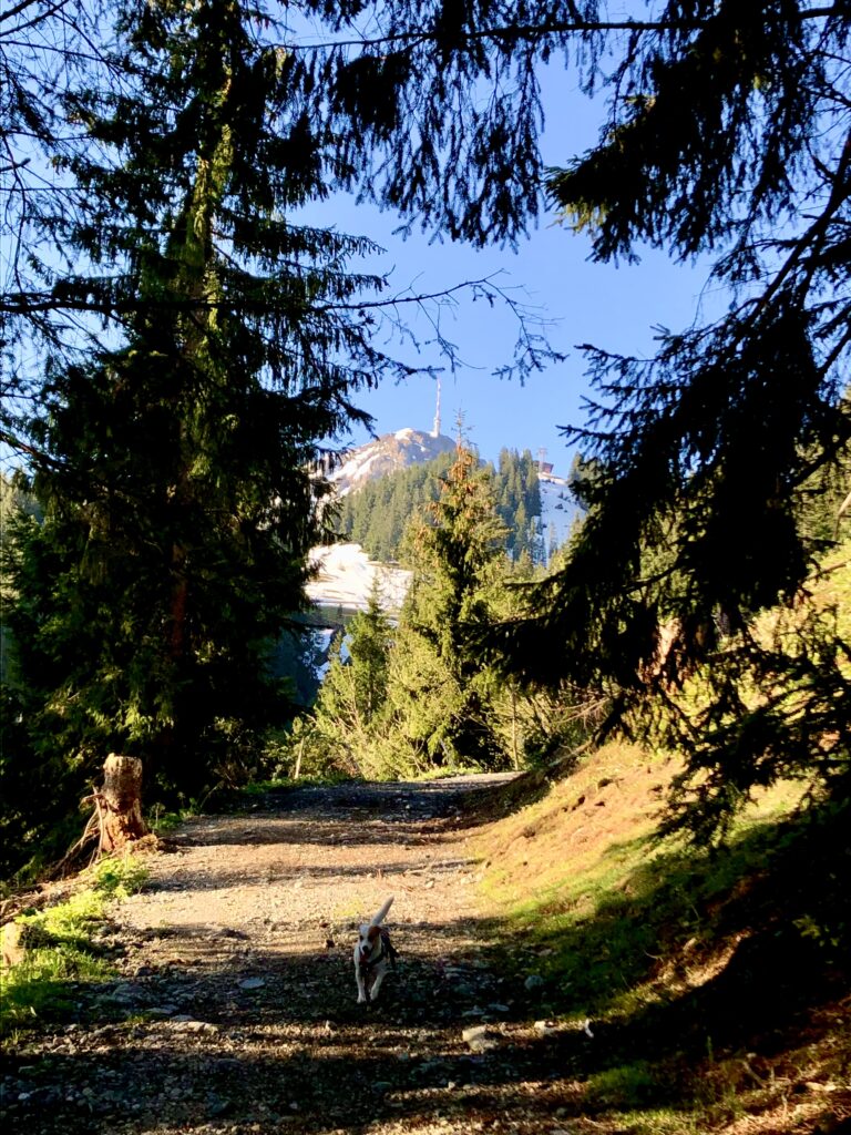 Das Kitzbüheler Horn schon vor Augen