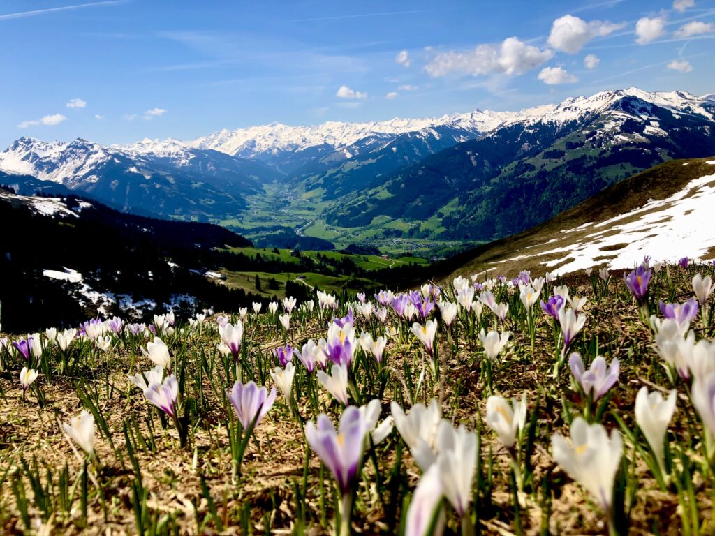 Gamstrail im Frühling