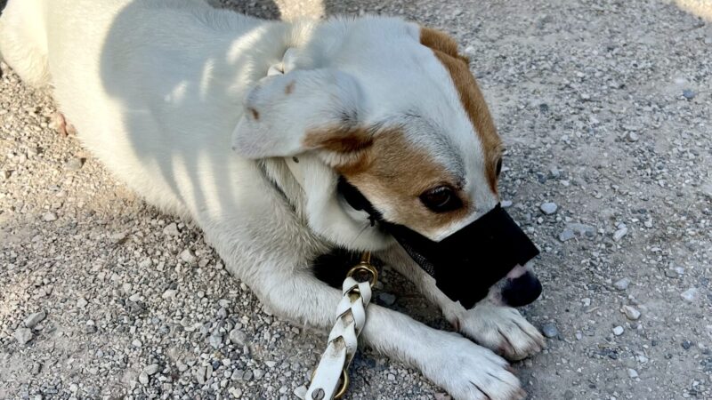 ❌ Hunde verboten! ❌ Regeln, Verbote und Warnschilder am Berg