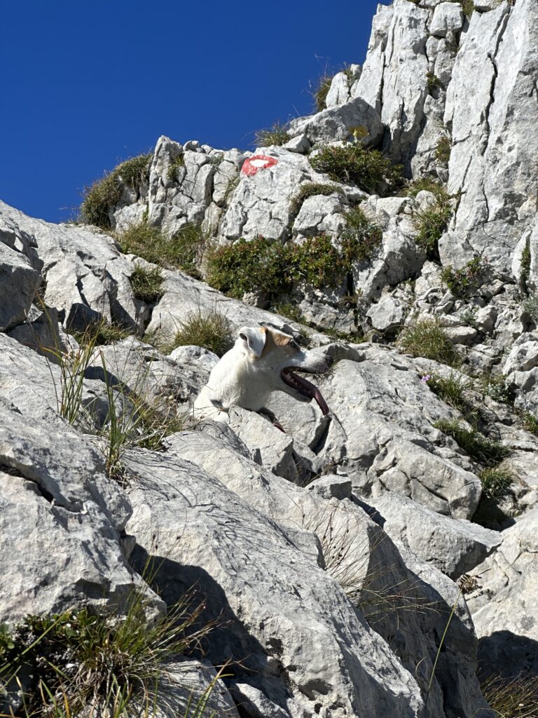 Klettern für Hunde am Grimming