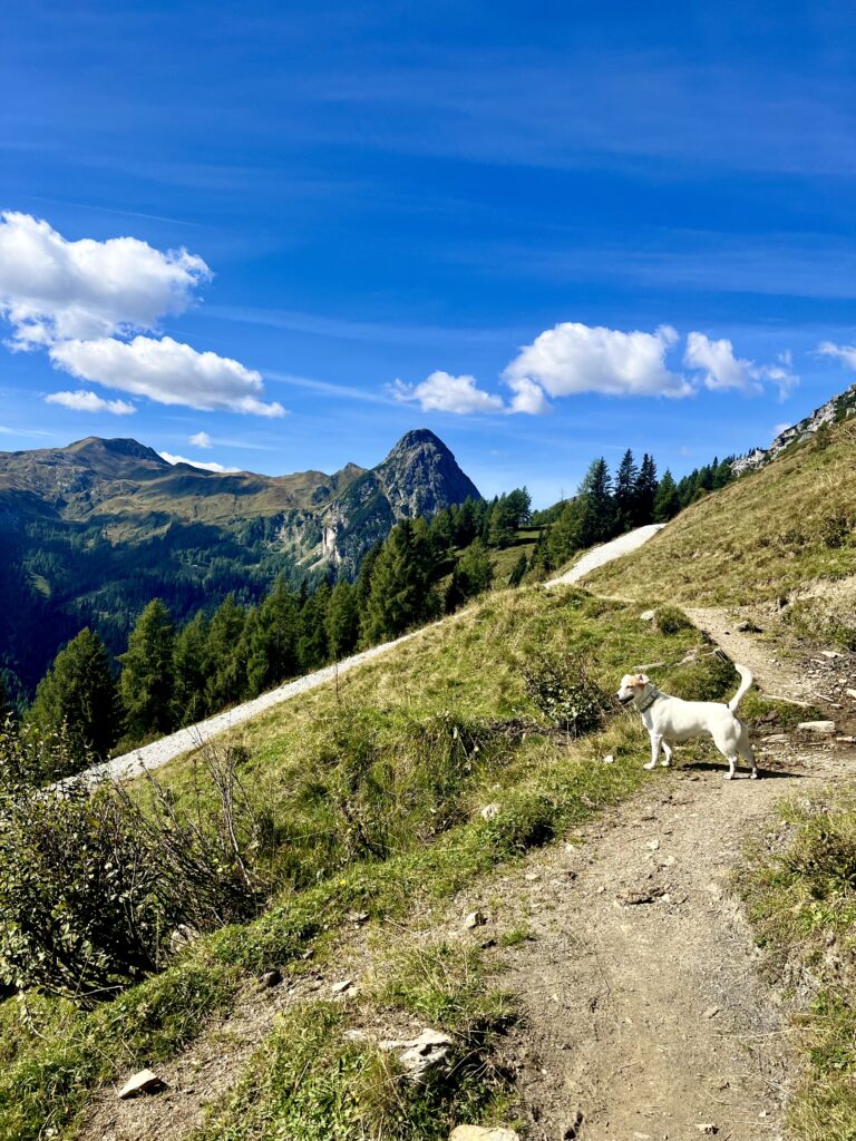 erste Wege auf der Weide