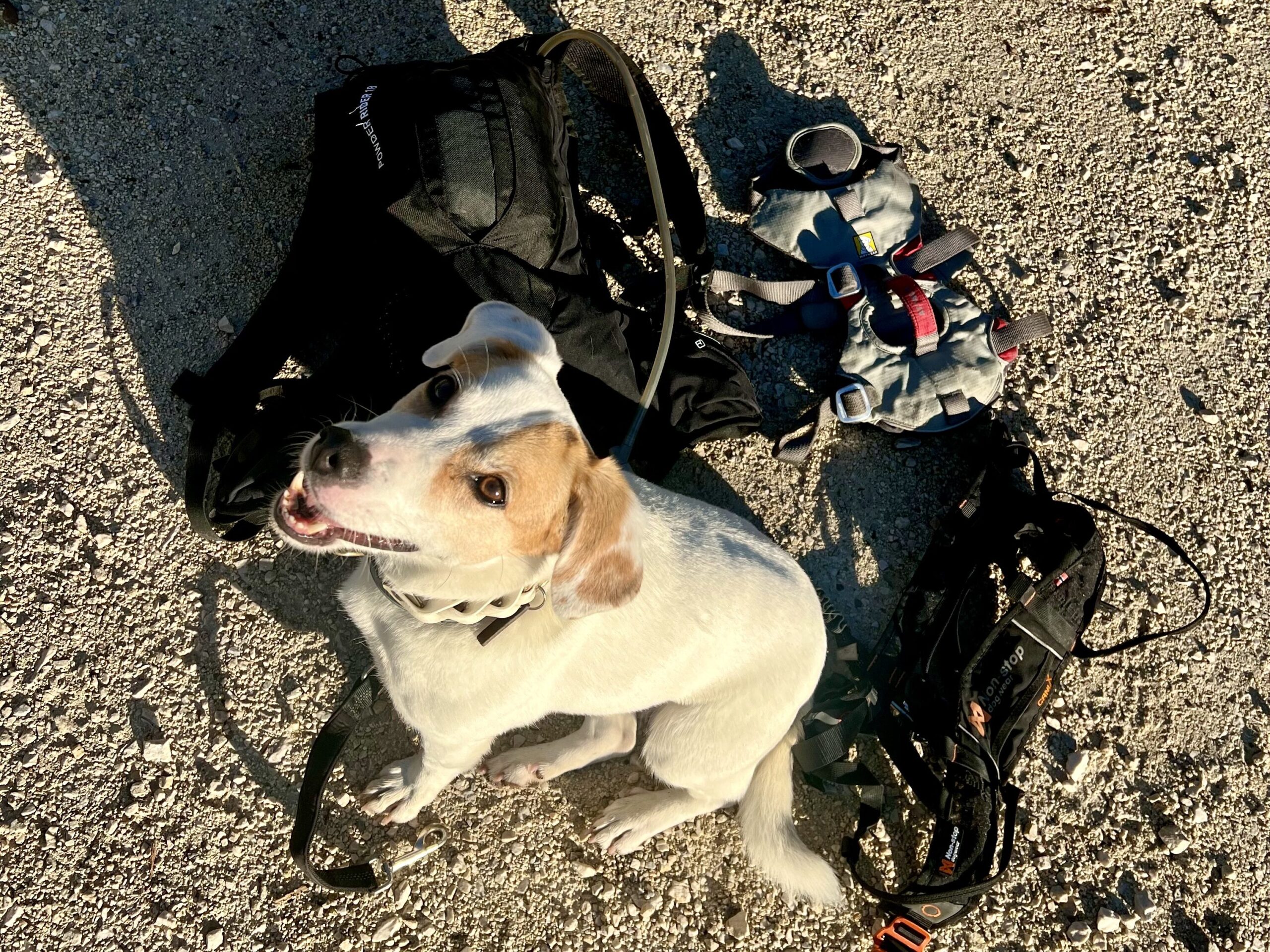 Wandern mit Hund braucht eine solide Grundausstattung