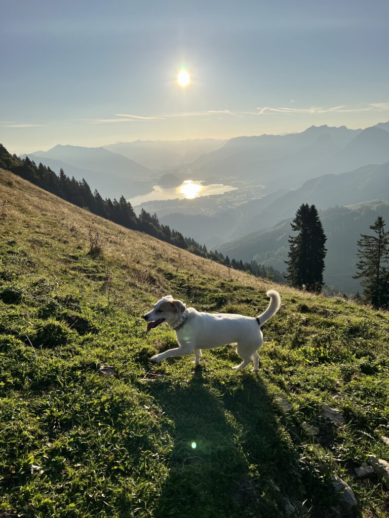 Wandern mit Hund gehört geplant