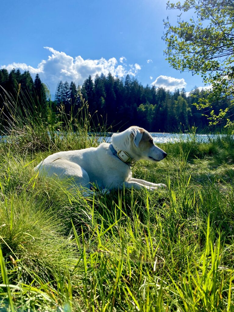 Schwarzsee im Sommer