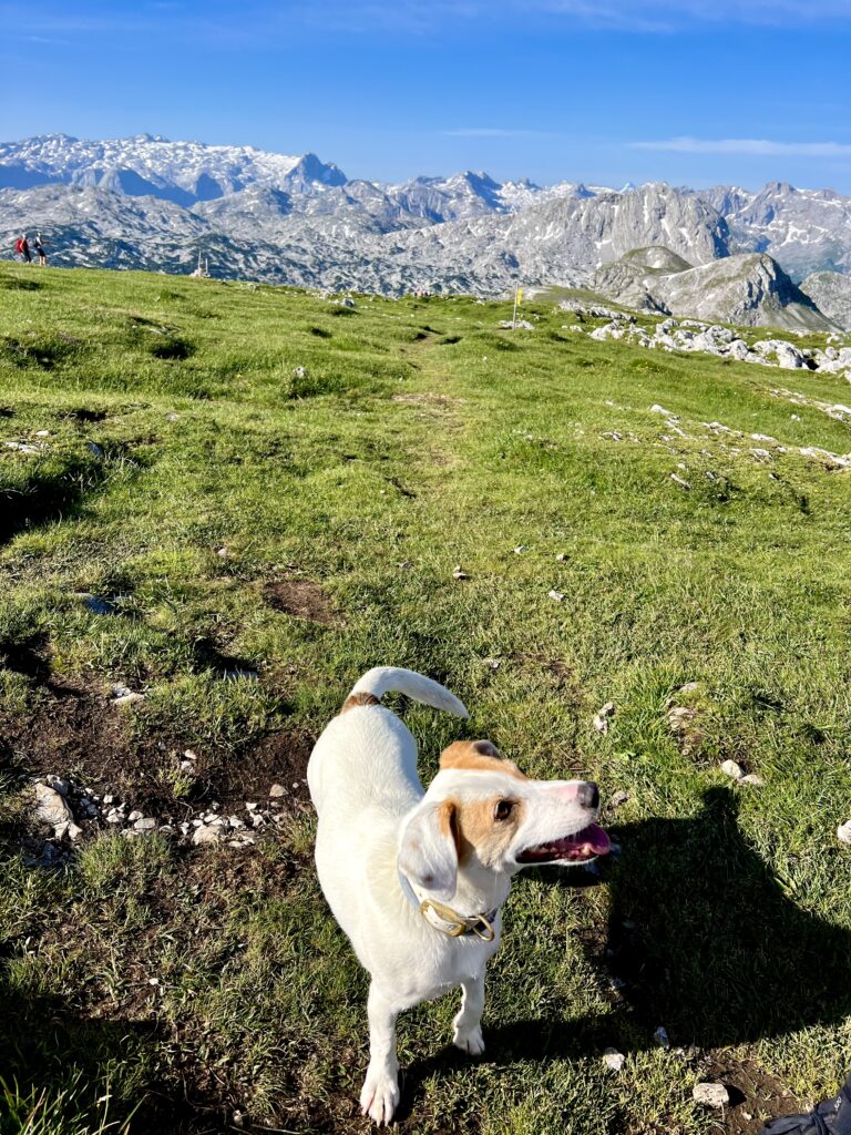 Schneibstein Panorama