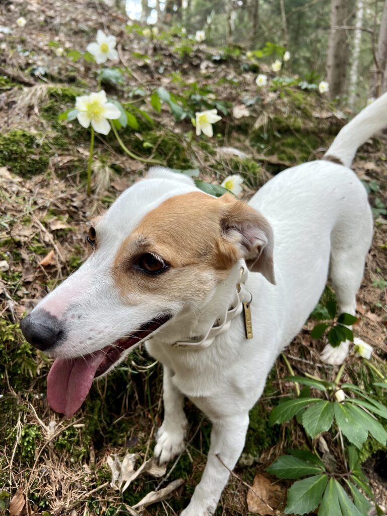 Sparber im Frühling