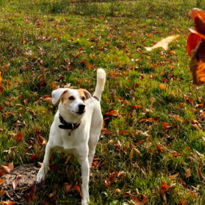 Hundefreundliche Bergtouren im Herbst 🍁