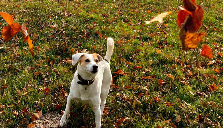 Hundefreundliche Bergtouren im Herbst 🍁