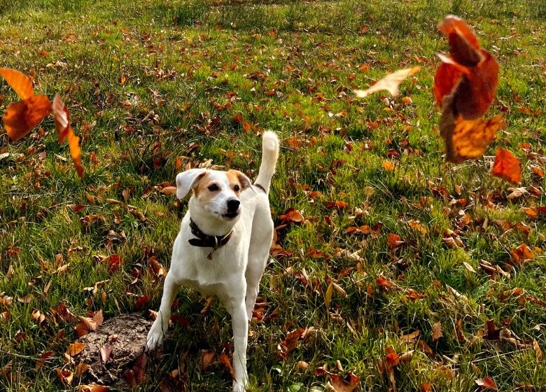 Hundefreundliche Bergtouren im Herbst 🍁