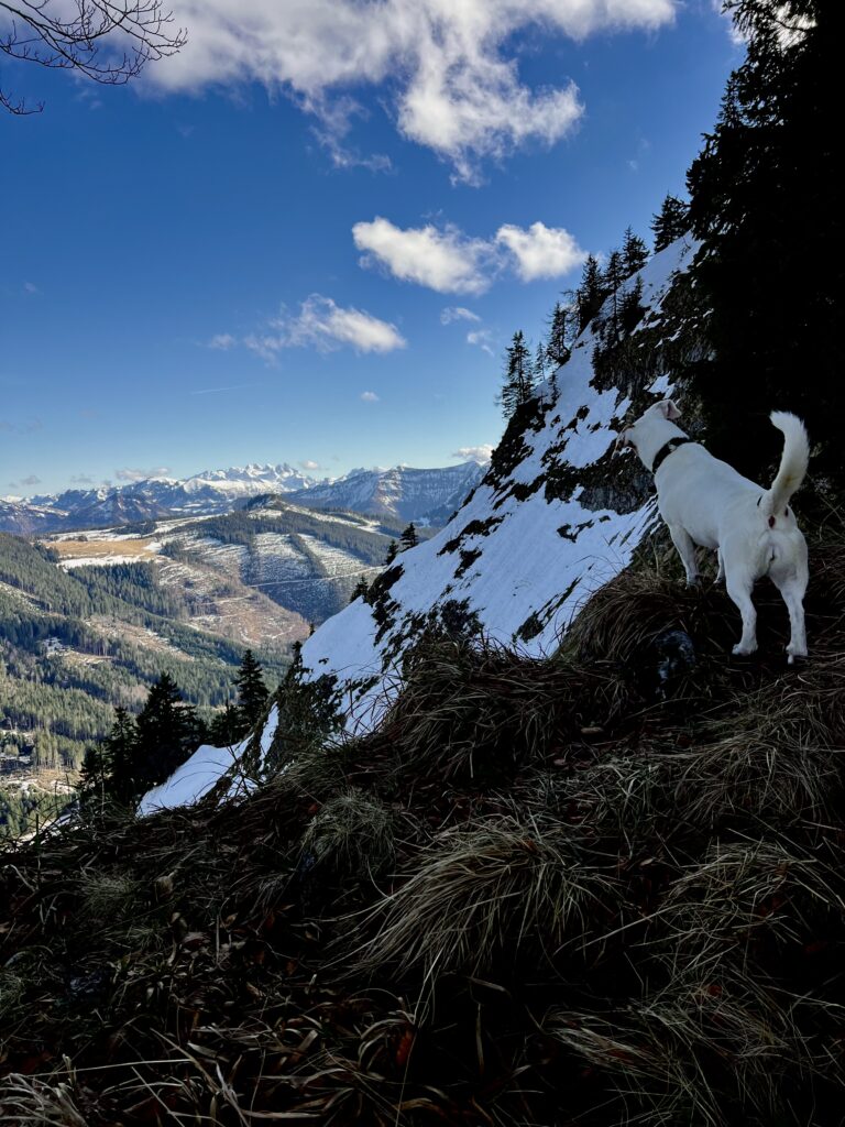 Gipfelanstieg auf den Faistenauer Schafberg in der Osterhorngruppe