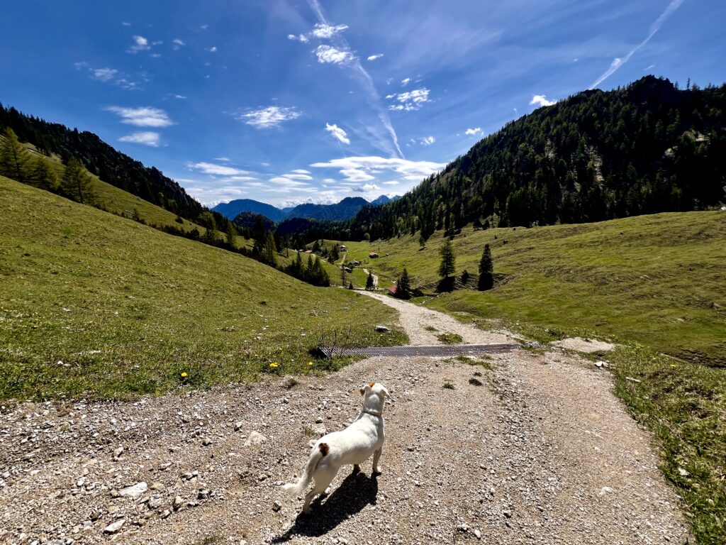 Blick über die Thoraualm am Hochfelln